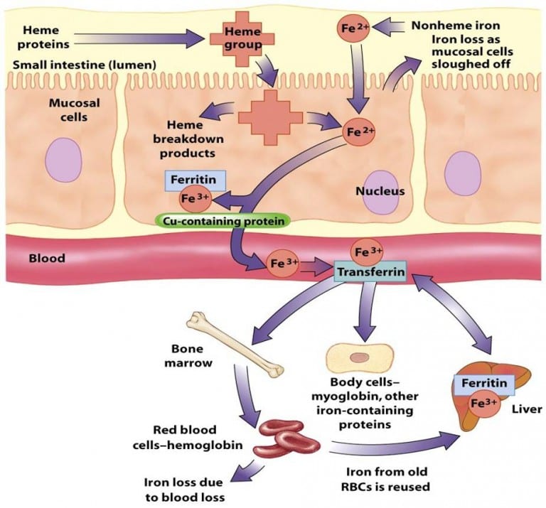 Iron Transport DSSurgery