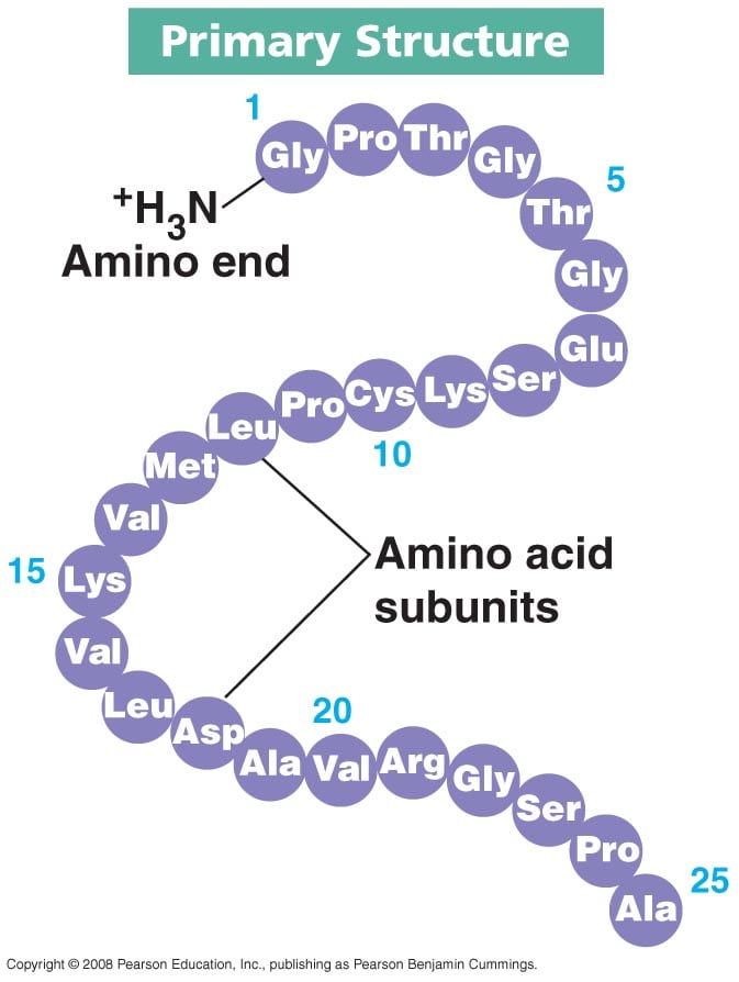 Protein Metabolism Optimization DSSurgery