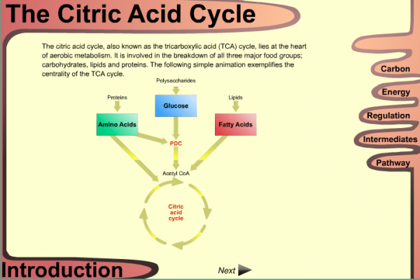 Citric Acid Cycle Dssurgery 8434