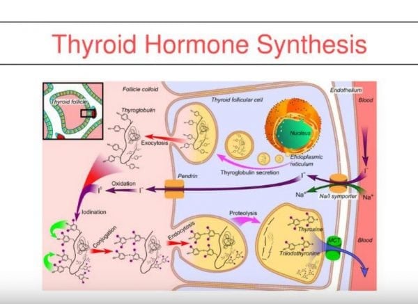 Thyroid Medication Absorption And Weight Loss Surgery - DSSurgery